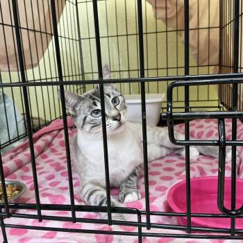 Kiki -  Siamese Cat for Adoption in Midland, Texas - Kiki | PetCurious