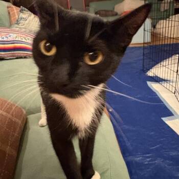 LILY -  Domestic Short Hair Cat for Adoption in Richmond, California - LILY | PetCurious