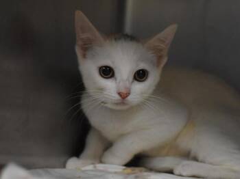 Padme -  Domestic Short Hair Cat for Adoption in Portland, Oregon - Padme | PetCurious