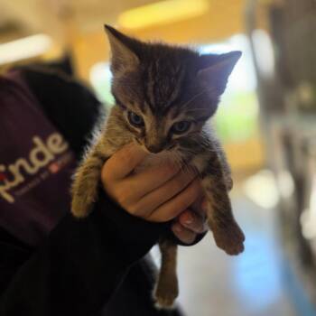 Domestic Short Hair Cats Available for Adoption in Corinth, Mississippi - Flake | PetCurious