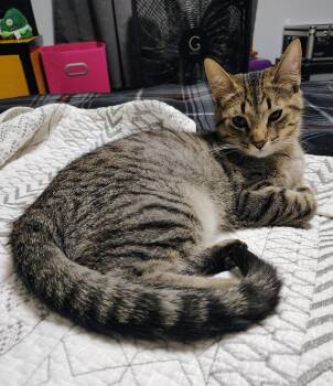 Patty Ann -  Domestic Short Hair Cat for Adoption in Ontonagon, Michigan - Patty Ann | PetCurious