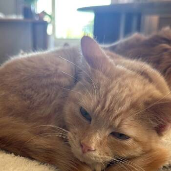 Maple Reid -  Domestic Short Hair Cat for Adoption in Eagle Mountain, Utah - Maple Reid | PetCurious