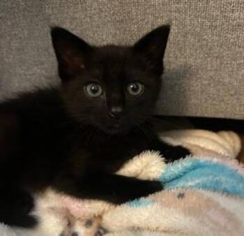 Damien -  Domestic Short Hair Cat for Adoption in Dublin, California - Damien | PetCurious