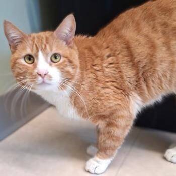 Gin -  Domestic Short Hair Cat for Adoption in Belmont, New York - Gin | PetCurious