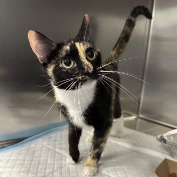 Mystery -  Domestic Short Hair Cat for Adoption in Greensboro, North Carolina - Mystery | PetCurious