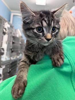 Brother - At shelter -  Domestic Medium Hair Cat for Adoption in Rustburg, Virginia - Brother - At Shelter | PetCurious
