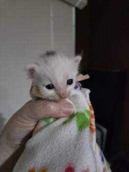 Domestic Medium Hair Cats Available for Adoption in San Jose, California - Prince Henry Bonded W/Breeze | PetCurious