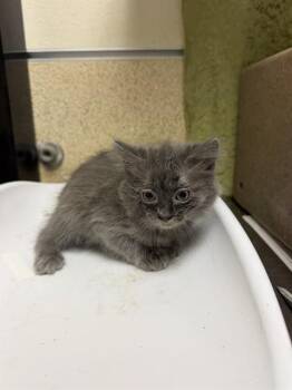LEXUS -  Domestic Short Hair Cat for Adoption in Riverside, California - LEXUS | PetCurious