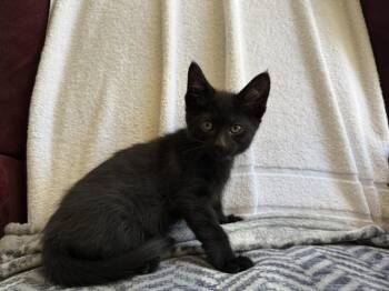 SPUNK -  Domestic Short Hair Cat for Adoption in Colorado Springs, Colorado - SPUNK | PetCurious