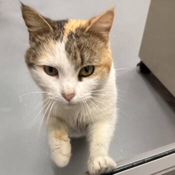 Domestic Short Hair Cats Available for Adoption in Mount Vernon, Indiana - Margo | PetCurious