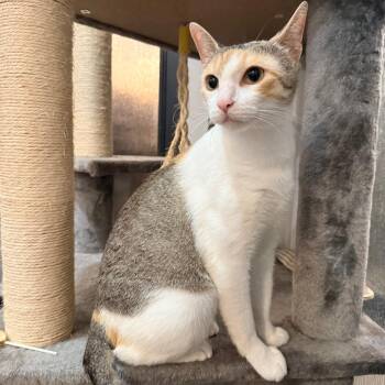 Domestic Short Hair Cats Available for Adoption in Port Neches, Texas - Cleocatra | PetCurious