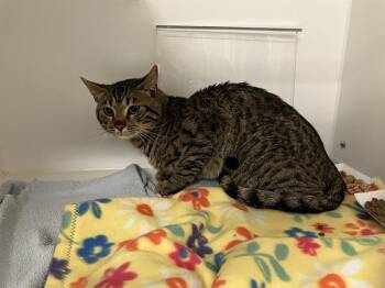 CICHLID -  Domestic Short Hair Cat for Adoption in Kent, Washington - CICHLID | PetCurious