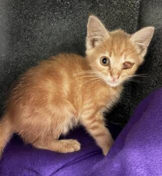 Henry -  Domestic Short Hair Cat for Adoption in Nashville, Tennessee - Henry | PetCurious