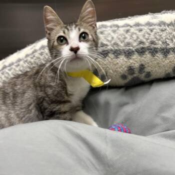 Sully -  Domestic Short Hair and Mixed Breed Cat for Adoption in Gainesville, Georgia - Sully | PetCurious