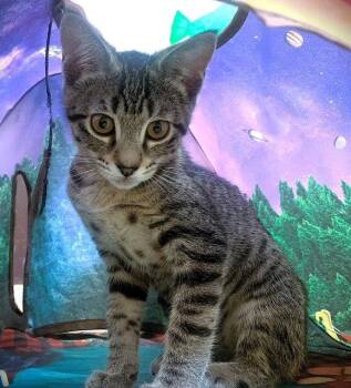 Kitten Luanna -  Domestic Short Hair Cat for Adoption in Seal Beach, California - Kitten Luanna | PetCurious