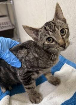 Ash -  Domestic Short Hair Cat for Adoption in Honolulu, Hawaii - Ash | PetCurious