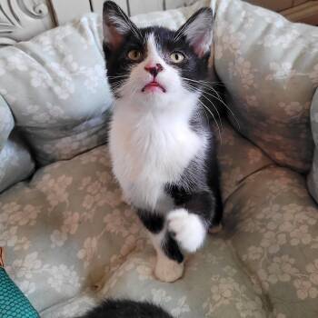 Domestic Short Hair Cats Available for Adoption in Indianapolis, Indiana - Ty | PetCurious