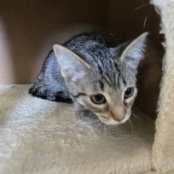 String Bean -  Domestic Short Hair Cat for Adoption in Janesville, Wisconsin - String Bean | PetCurious