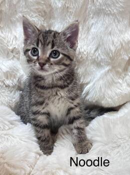 Noodle -  Domestic Short Hair Cat for Adoption in South Elgin, Illinois - Noodle | PetCurious