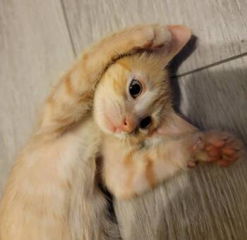 Suds -  American Shorthair Cat for Adoption in St. Petersburg, Florida - Suds | PetCurious