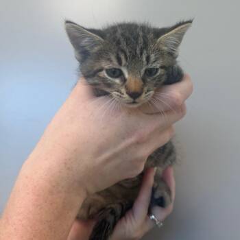 Gravy -  Domestic Short Hair Cat for Adoption in Sand Springs, Oklahoma - Gravy | PetCurious