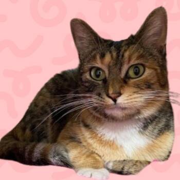 Fuzz Ball -  Domestic Short Hair Cat for Adoption in Reno, Nevada - Fuzz Ball | PetCurious