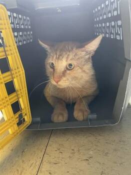 Domestic Short Hair Cats Available for Adoption in Stockton, California - MORRIS | PetCurious