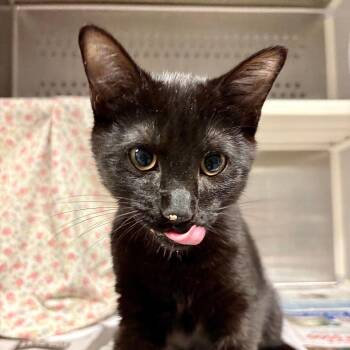 Domestic Short Hair Cats Available for Adoption - Penguin | PetCurious