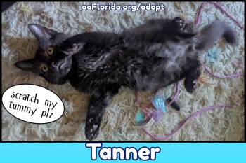 Tanner -  Domestic Long Hair and Tabby Cat for Adoption in Pensacola, Florida - Tanner | PetCurious