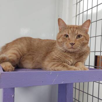 Rescue Domestic Long Hair Cats for Adoption in Williamsport, Pennsylvania - Whiskey | PetCurious