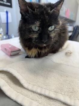 Lea -  Domestic Short Hair Cat for Adoption in Lafayette, Indiana - Lea | PetCurious