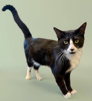 Domestic Short Hair Cats Available for Adoption in Sarasota, Florida - MCINTOSH | PetCurious