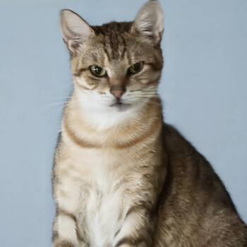 Misty -  Abyssinian and Tabby Cat for Adoption in NEW PT RICHEY, Florida - Misty | PetCurious