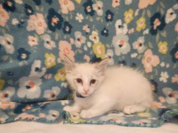 AVENTURINE -  Domestic Short Hair Cat for Adoption in San Jose, California - AVENTURINE | PetCurious