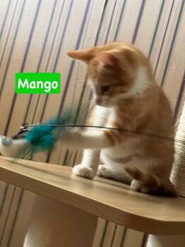 Mango -  Domestic Short Hair and Tabby Cat for Adoption in Yardley, Pennsylvania - Mango | PetCurious