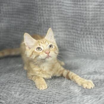 Curacao - Andrea foster -  Domestic Short Hair Cat for Adoption in Social Circle, Georgia - Curacao - Andrea Foster | PetCurious
