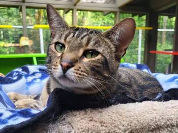 Rescue Domestic Short Hair Cats for Adoption in Maple Ridge, British Columbia - Hopcott (bonded With McClure) | PetCurious