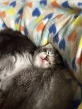 Tabby Cats Available for Adoption in Virginia Beach, Virginia - Suleiman | PetCurious