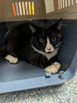 Rescue Domestic Short Hair Cats for Adoption in Charleston, South Carolina - Onyx | PetCurious