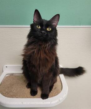 JEWELS -  Domestic Medium Hair Cat for Adoption in Sarasota, Florida - JEWELS | PetCurious