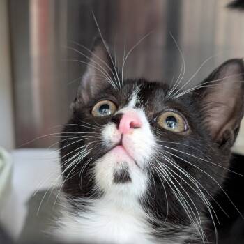 Rescue Domestic Short Hair Cats for Adoption in Biltmore Forest, North Carolina - Dopey | PetCurious