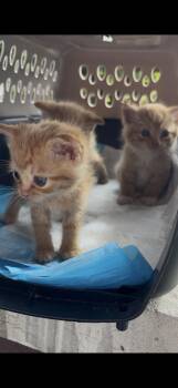 Tangerine & Apricot -  Domestic Short Hair Cat Available for Adoption in Ben Avon, Pennsylvania - Tangerine & Apricot | PetCurious