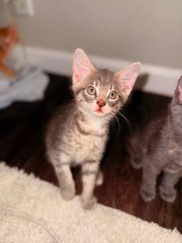 Domestic Short Hair Cats Available for Adoption in Darien, Georgia - Fusilli | PetCurious
