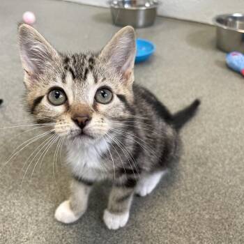 Baskin Robins -  Domestic Short Hair Cat Available for Adoption in Carencro, Louisiana - Baskin Robins | PetCurious