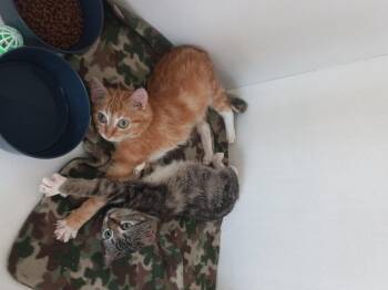 Rescue Domestic Short Hair Cats for Adoption in Iowa Falls, Iowa - Daisy | PetCurious