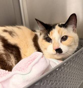 Domestic Short Hair Cats Available for Adoption in Golden, Colorado - Rita | PetCurious