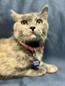 Rescue Domestic Short Hair Cats for Adoption in Alexandria, Minnesota - Terah | PetCurious