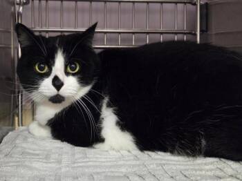 Domestic Short Hair Cats Available for Adoption in Vancouver, Washington - Aurora Borealis | PetCurious