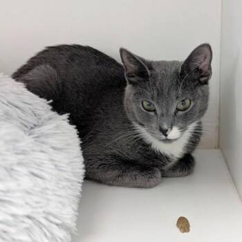 Domestic Short Hair Cats Available for Adoption in Wheaton, Illinois - Sissy (Bashful Buddy) | PetCurious
