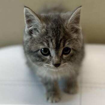 Domestic Medium Hair Cats Available for Adoption - Rye | PetCurious